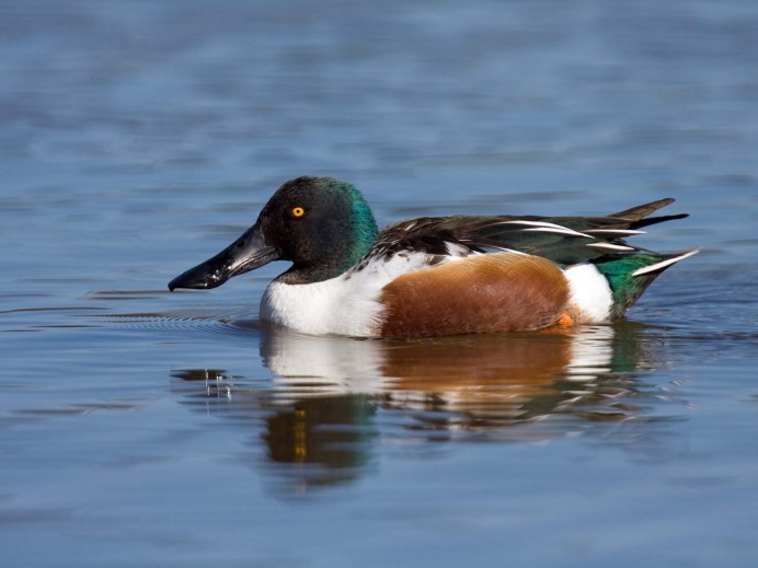 Northern Shoveler Migration