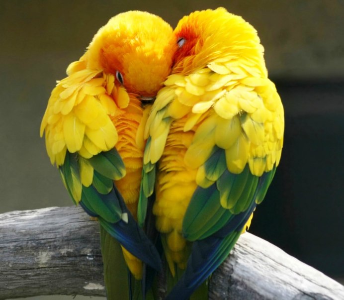 Лилия Yellow Parrot