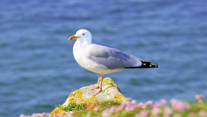 Чайка Seagull