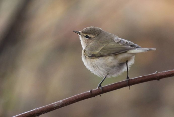 Phylloscopus collybita