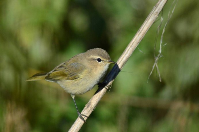 Теньковка (Phylloscopus collybita)