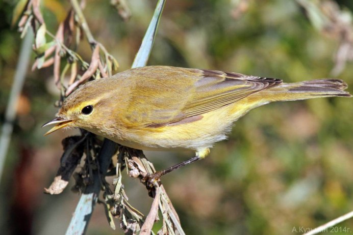 Phylloscopus collybita зимой