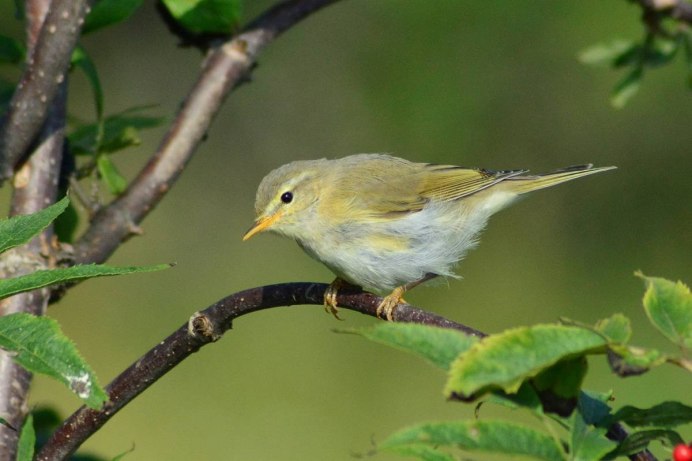 Пеночка-теньковка (Phylloscopus collybita)