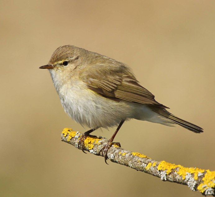 Chiffchaff