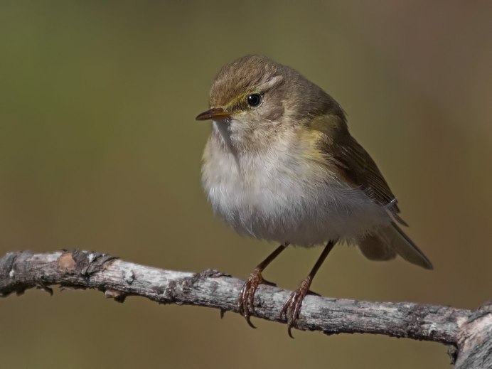 Пеночка-весничка (Phylloscopus trochilus)
