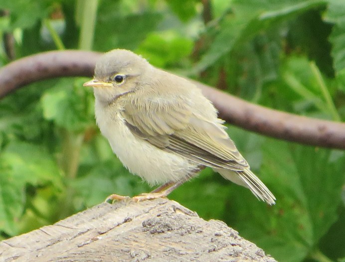Пеночка-весничка (Phylloscopus trochilus)