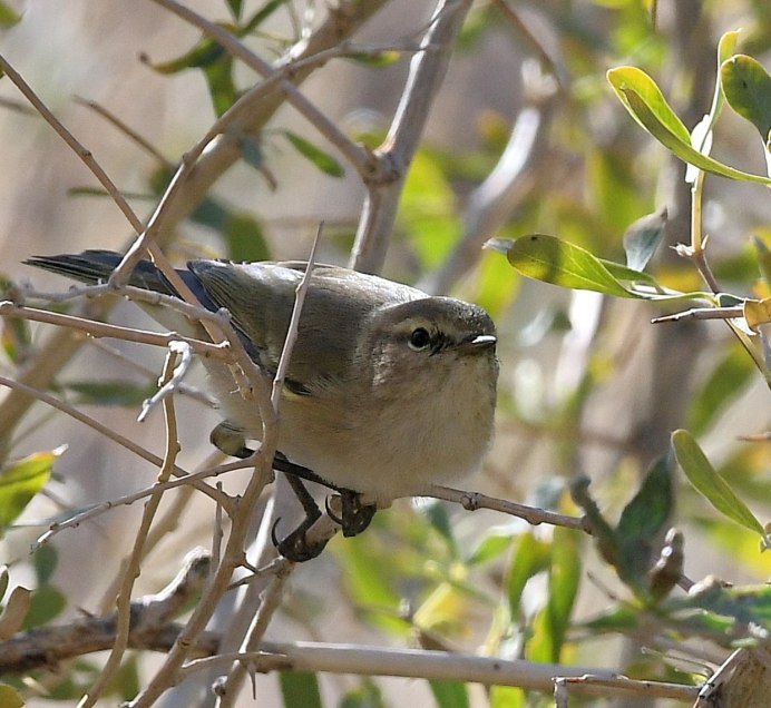 Пеночка-теньковка (Phylloscopus collybita)