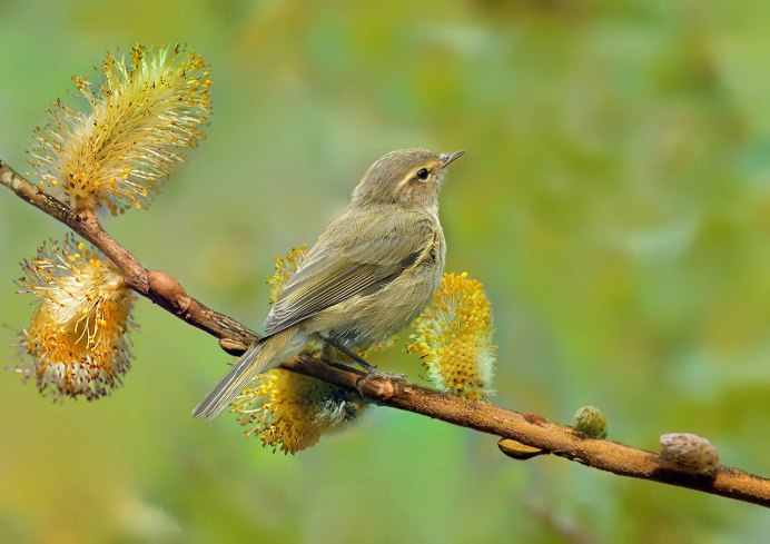 Phylloscopus poliogenys