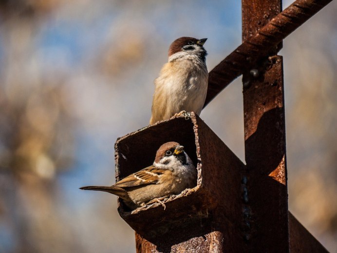 Воробей с колокольчиком картинки