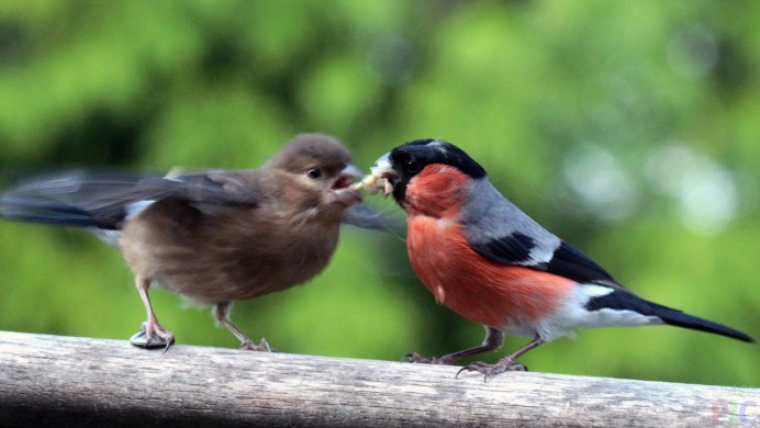 Снегирь среди Воробьев