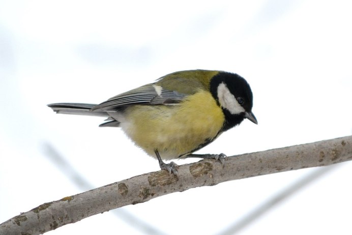 Синичка Воробей Снегирь