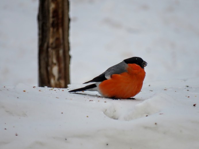 Снегирь и Воробей