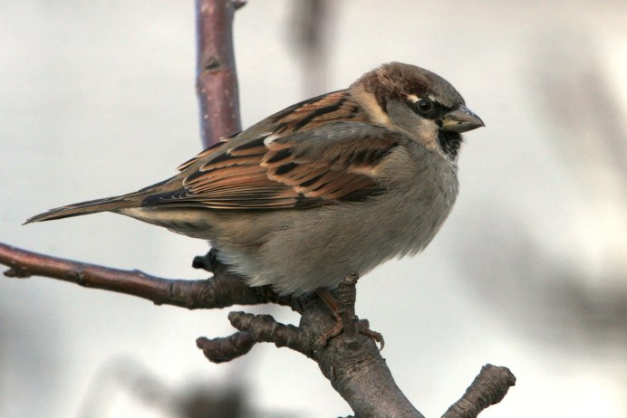 Синичка Воробей Снегирь