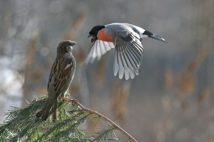 Зимние птицы в полете