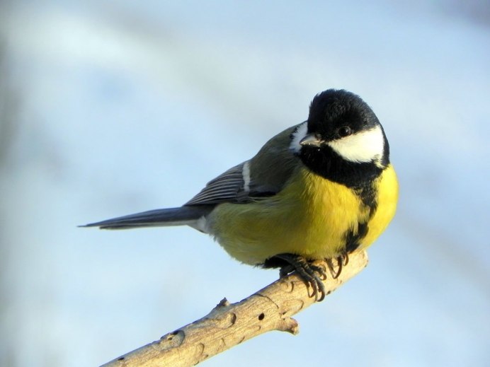 Лазоревка сорока