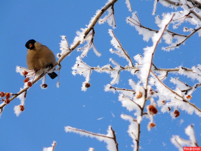 Снегирь и Воробей