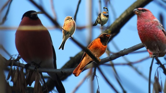 Птицы с красной грудкой на Камчатке