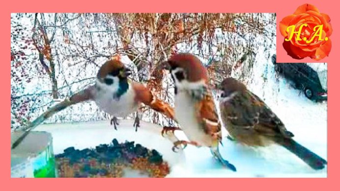 Воробей на рыбалке