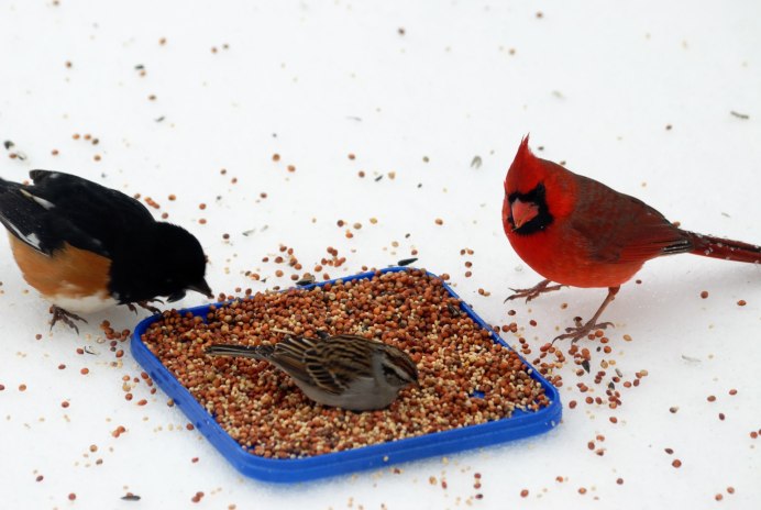 Птичка клюет зернышки