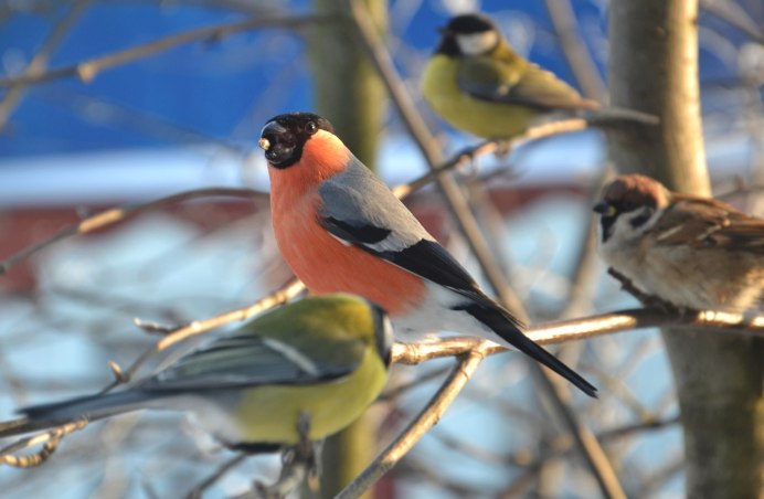 Синичка Воробей Снегирь