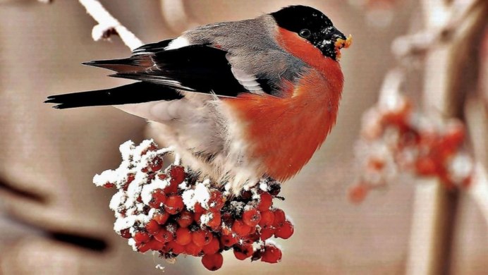 Корм для птиц