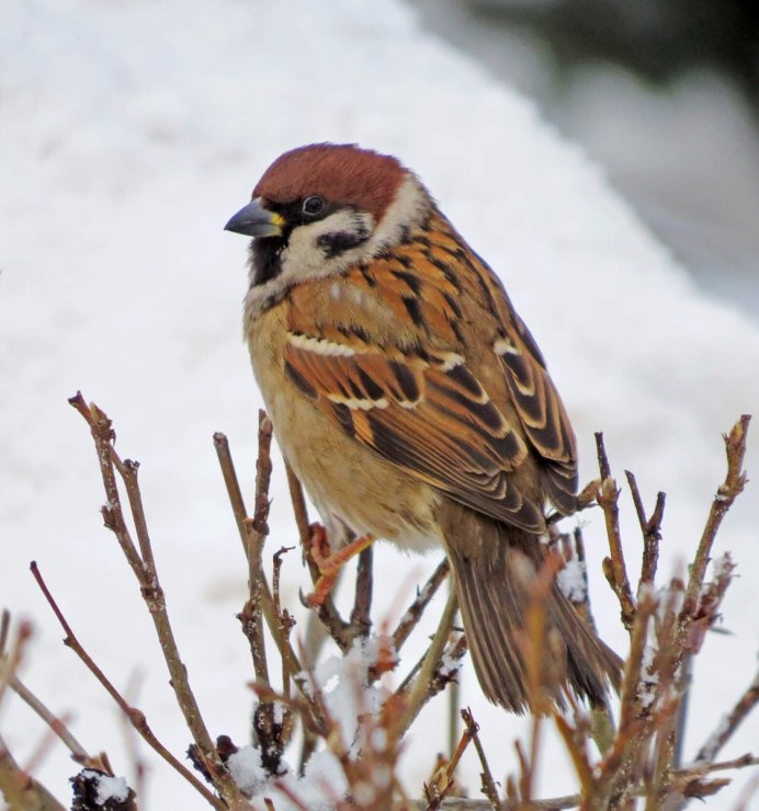 Воробей зимой