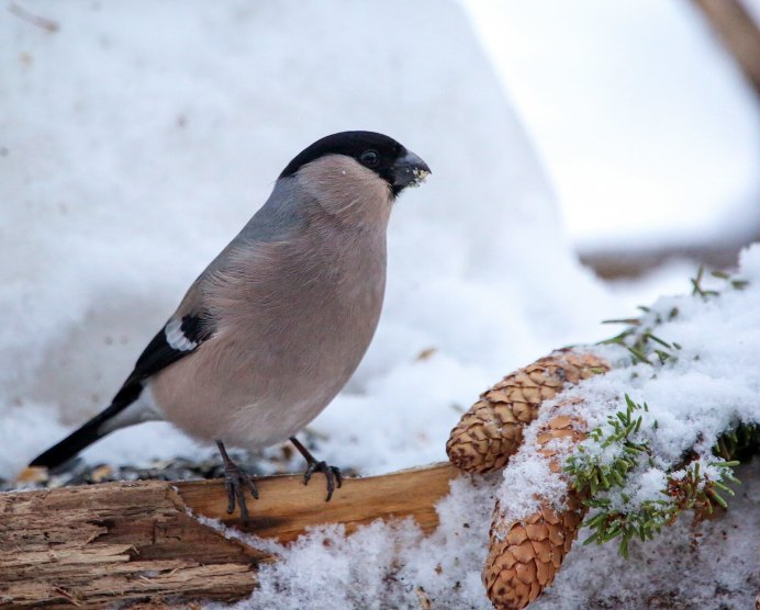 Красногрудый Воробей