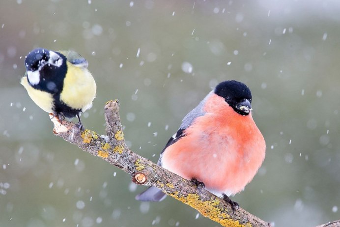 Синички на снегу