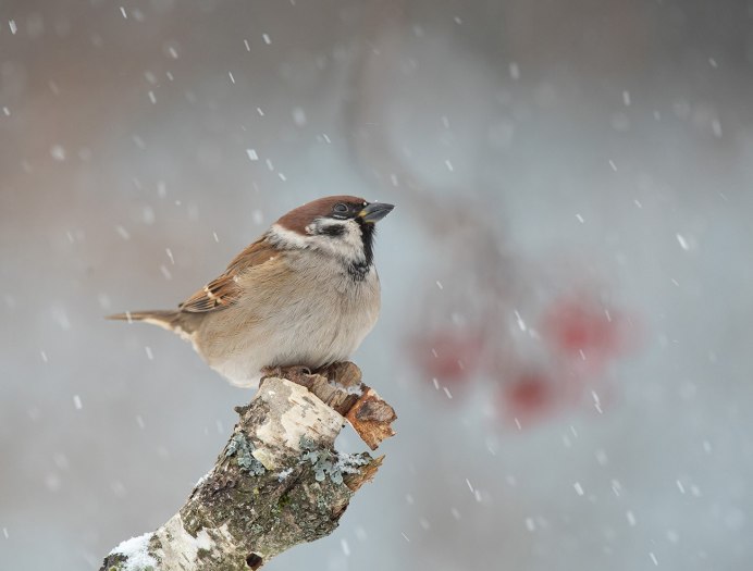 Снежинки падают птицы фото