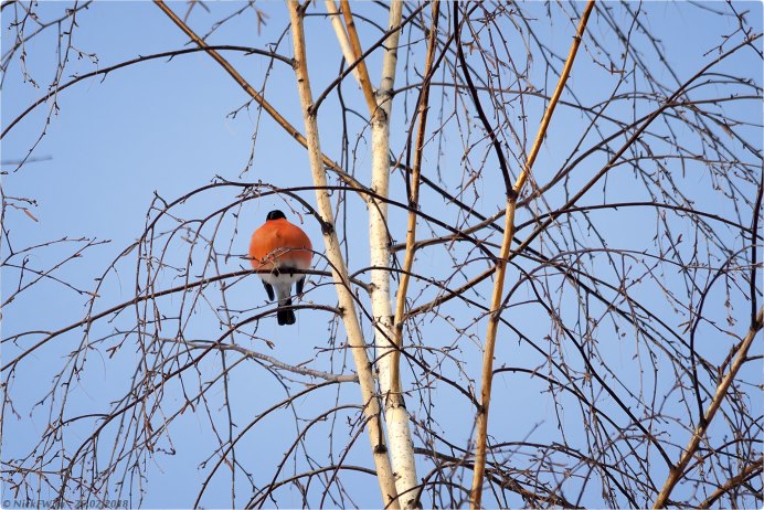 Снегирь и Воробей