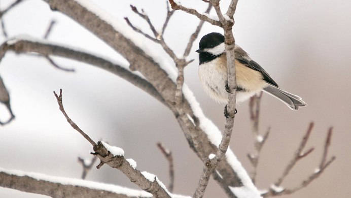 Красногрудый Снегирь