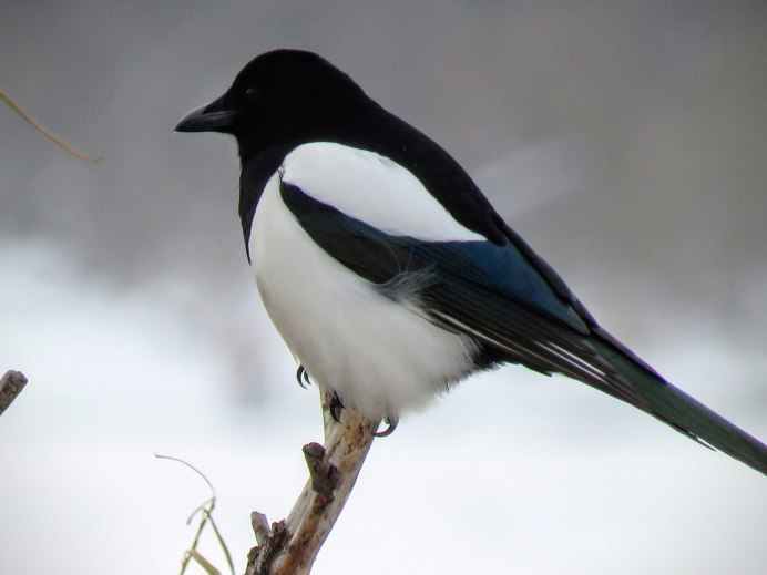 Снегирь на веточке рябины