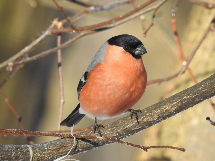 Снегирь Перелетная птица