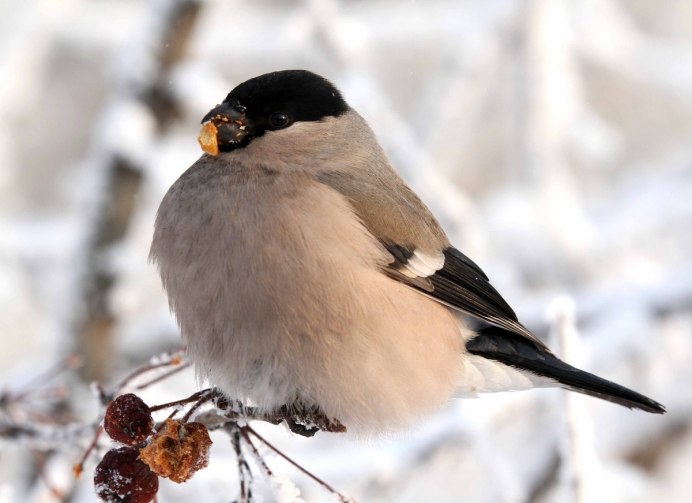 Птица красногрудый Воробей