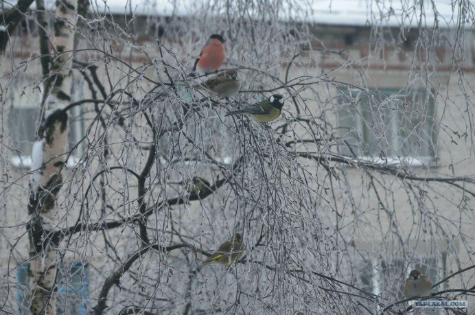 Снегирь фото на белом фоне