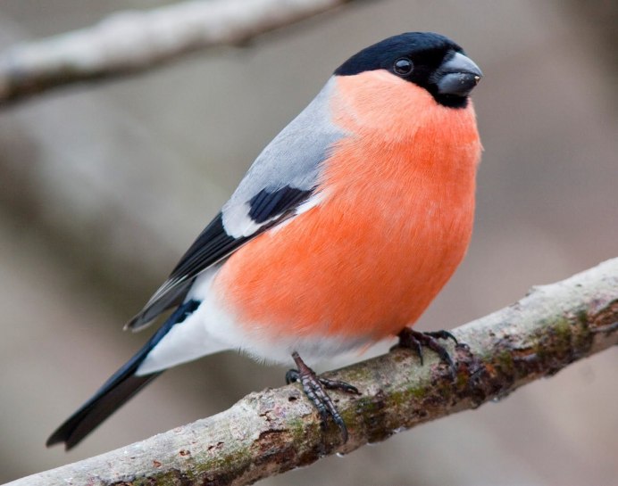 Птица синица и Снегирь