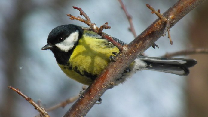 Синица и дятел