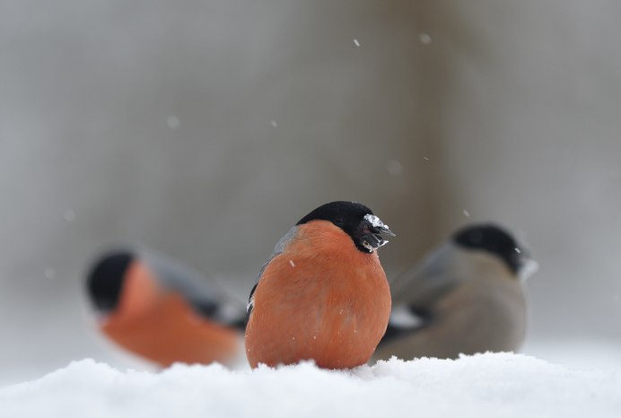 Драка снегирей