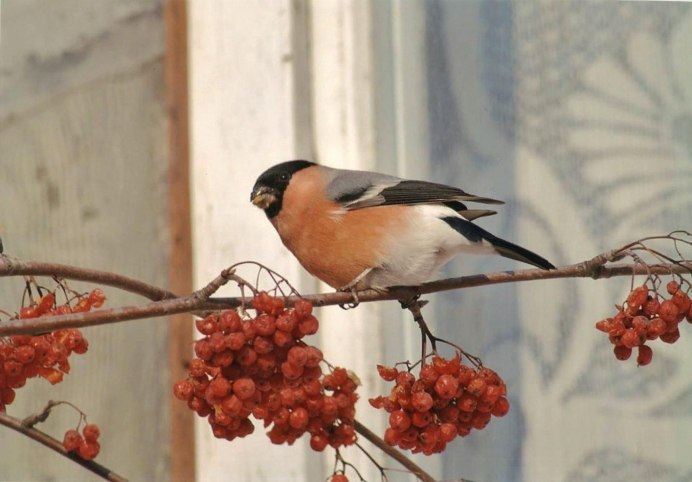 Творожные воробушки
