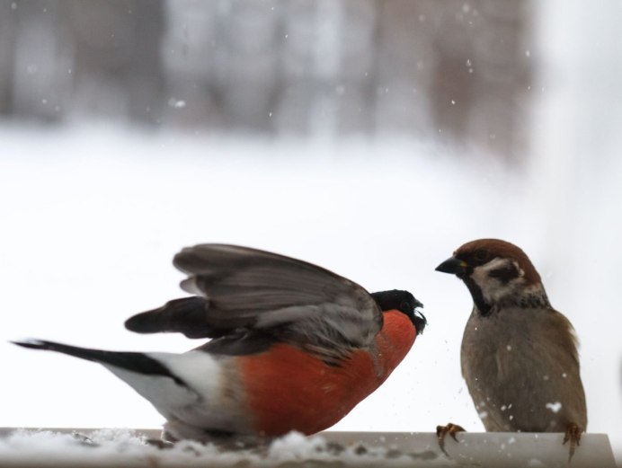 Снегирь и Воробей