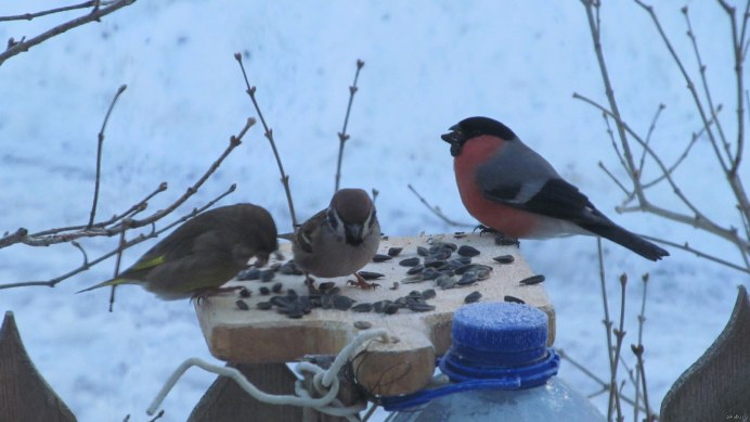 Синичка Воробей Снегирь