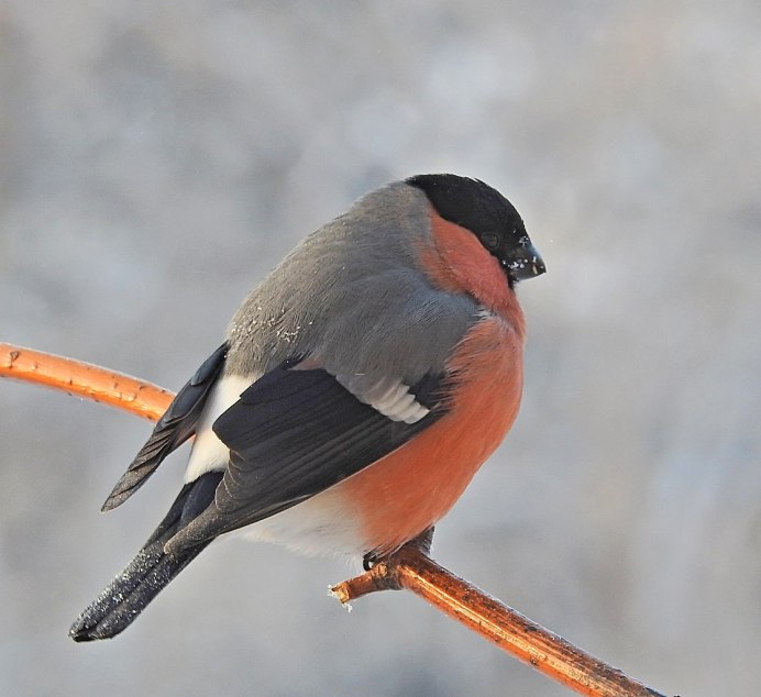Снегирь спина