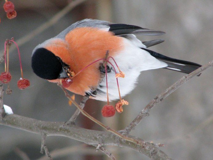 Синичка и Снегирь