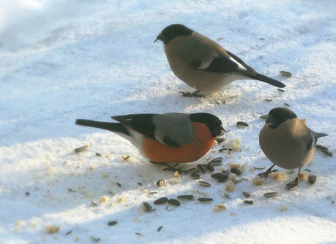 Зимние птицы в Ельце