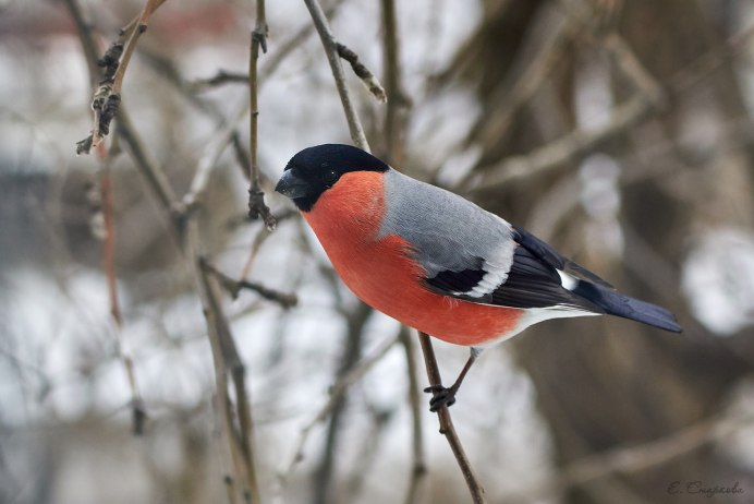 Снегирь синица свиристель