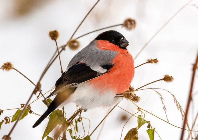 Белощёкий Снегирь