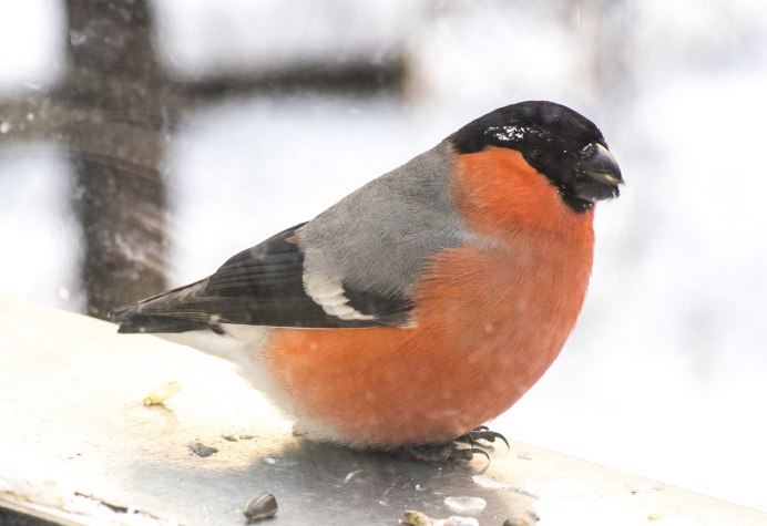 Синица птица