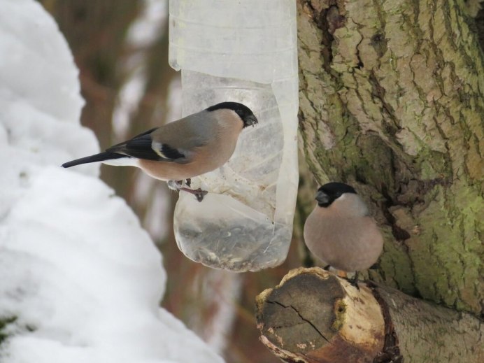 Снегири и синички зимой
