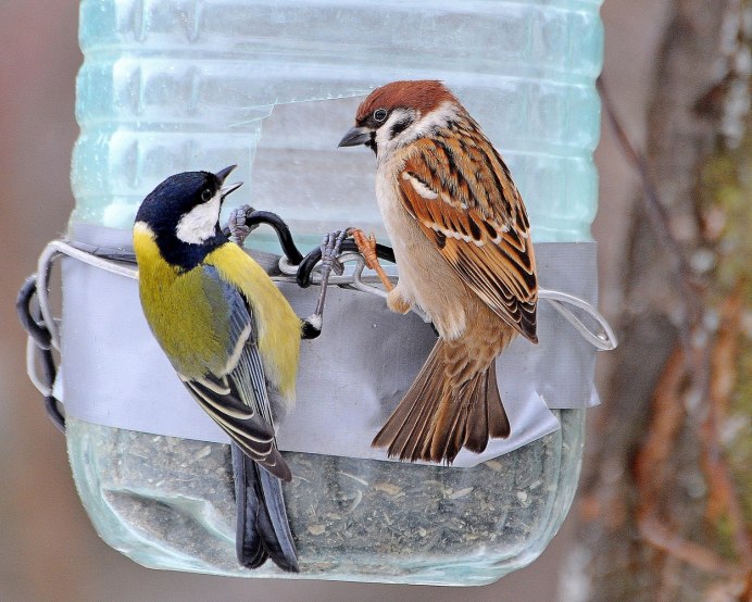 Синички и воробьи в кормушке