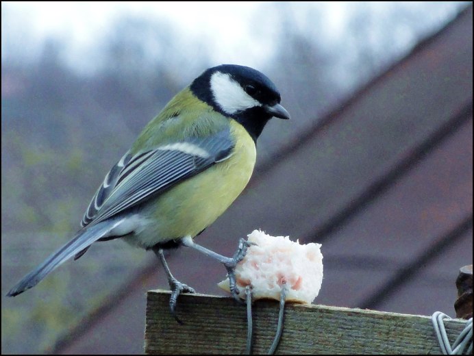 Синичка и Воробей